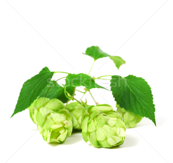 Blossoming hop with leaves Stock photo © BSANI