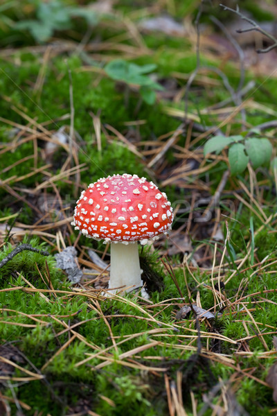 Red amanita muscaria mushroom in moss Stock photo © BSANI