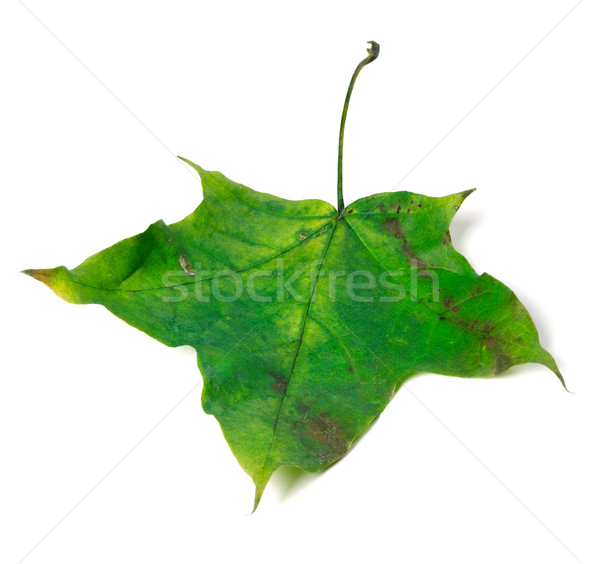 Vert automne feuille d'érable isolé blanche arbre [[stock_photo]] © BSANI