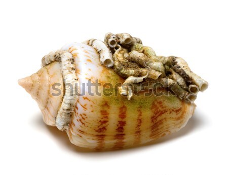 Shell of cone snail Stock photo © BSANI
