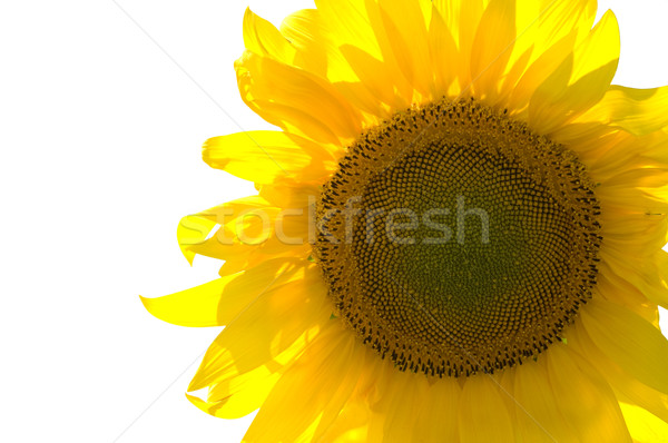 Sunflower isolated on white background Stock photo © BSANI