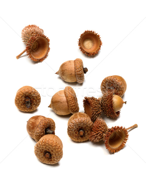 Autumn oak acorns on white background Stock photo © BSANI