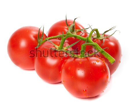 Ripe tomato on bunch with water drops Stock photo © BSANI