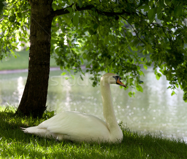 Mute swan on grass  Stock photo © BSANI