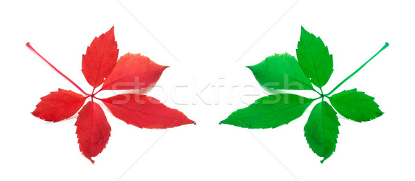Red and green virginia creeper leaves Stock photo © BSANI