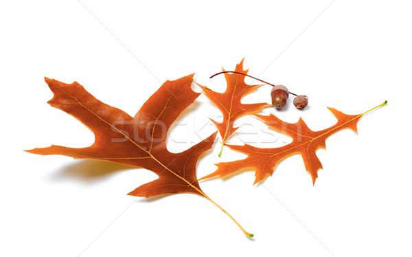 Autumn oak leaves and acorns Stock photo © BSANI