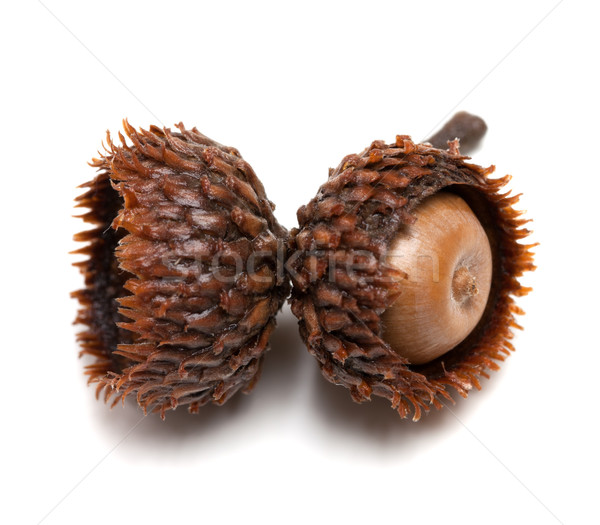 Acorn on white background. Close-up view.  Stock photo © BSANI