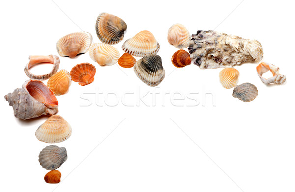 Collection of seashells with copy space Stock photo © BSANI
