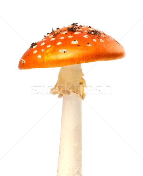 Red fly agaric mushroom on white background Stock photo © BSANI