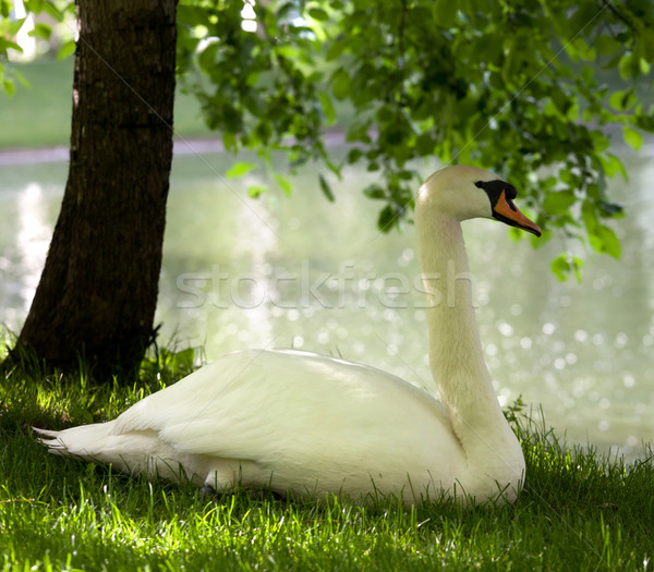 [[stock_photo]]: Sourdine · cygne · herbe · arbre · soleil · jour