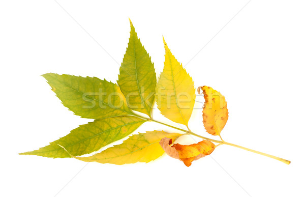 Yellowed autumnal ash-tree leaves Stock photo © BSANI