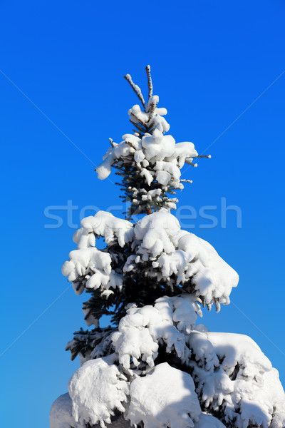 Invierno cielo azul madera forestales naturaleza Foto stock © BSANI