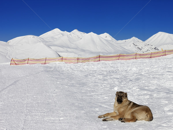 Stok fotoğraf: Köpek · kar · güzel · güneş · gün