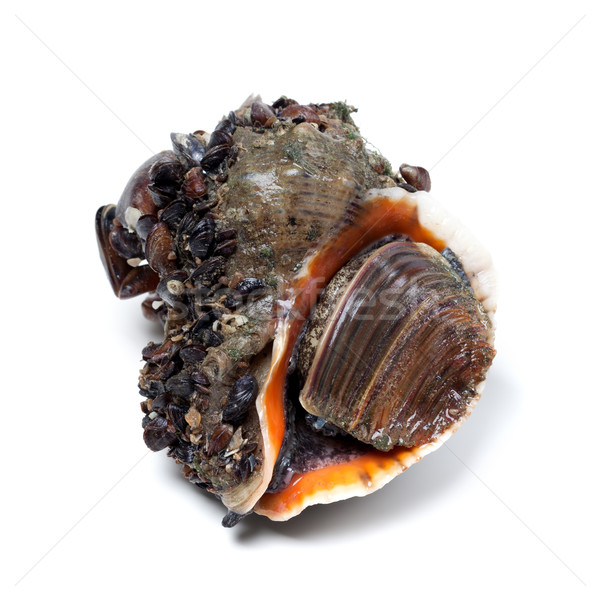 Veined rapa whelk covered with small mussels Stock photo © BSANI