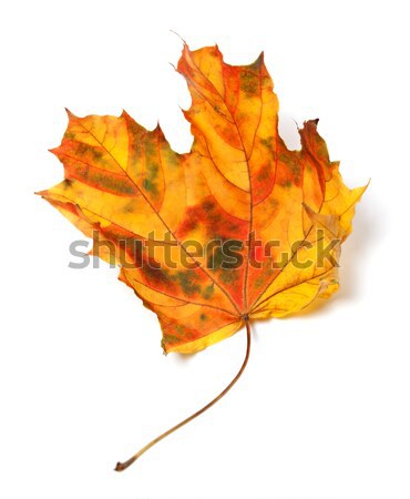 Multicolor autumn maple-leaf Stock photo © BSANI