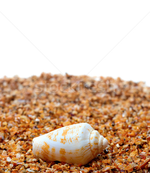 Shell of cone snail on sand Stock photo © BSANI