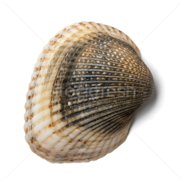 Seashell anadara on white Stock photo © BSANI