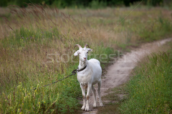 Сток-фото: коза · луговой · лет · день · дороги · лес