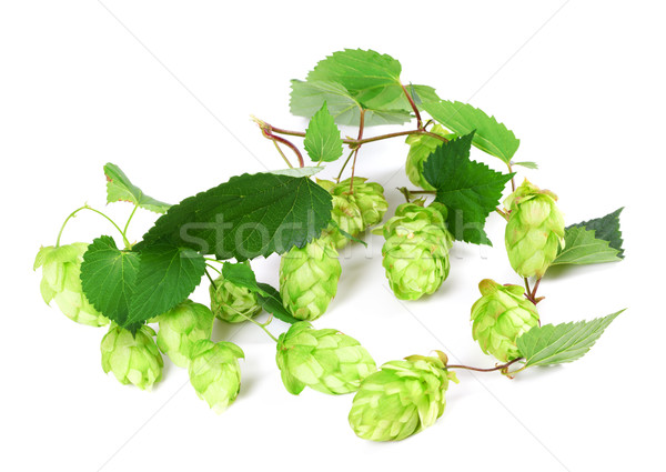 Blossoming hop on white background Stock photo © BSANI