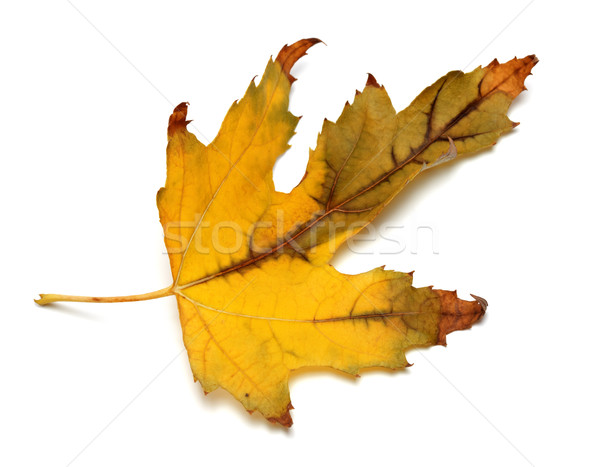 Autumn dried maple leaf Stock photo © BSANI