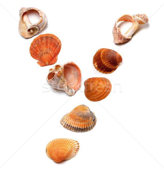 Letter Y composed of seashells Stock photo © BSANI