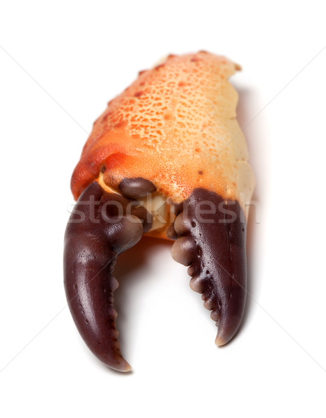 Eaten claw crab isolated on white background Stock photo © BSANI
