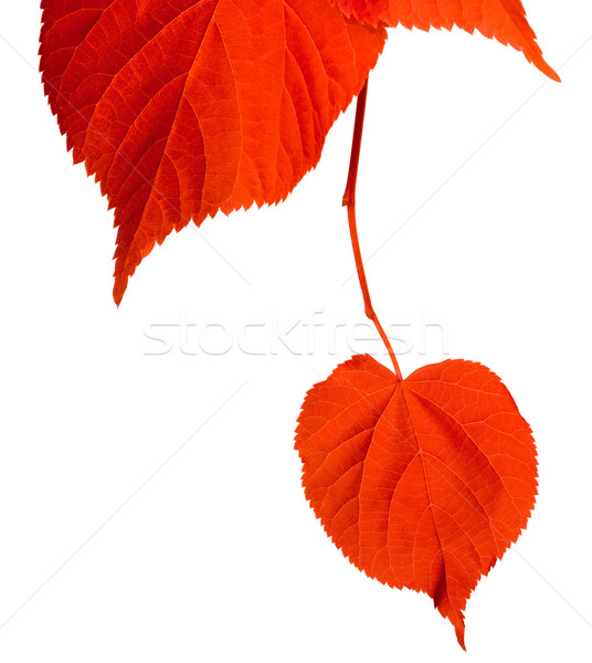 Red tilia leafs on white background Stock photo © BSANI