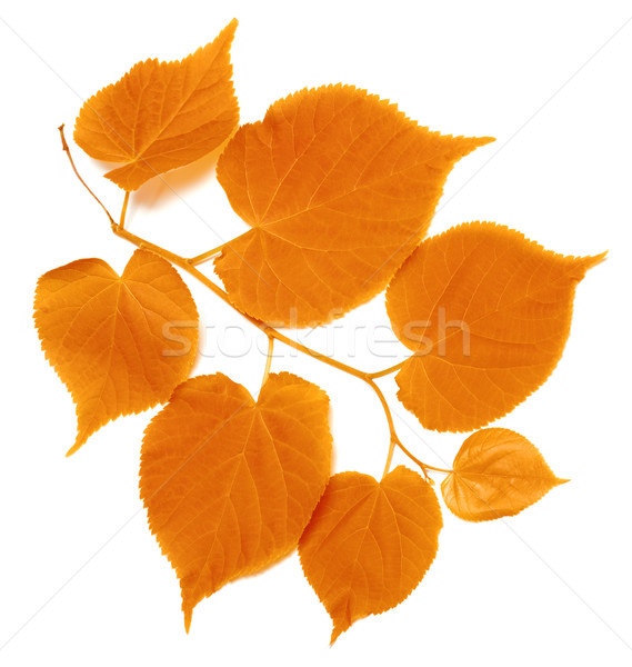 Autumn tilia leafs on white background Stock photo © BSANI