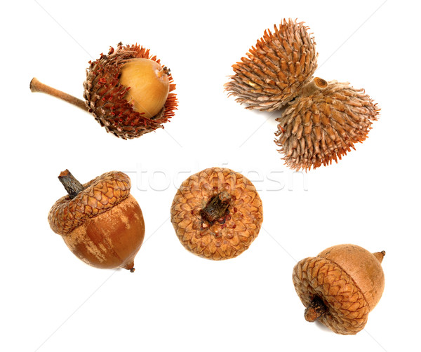 Autumnal acorns isolated on white background Stock photo © BSANI