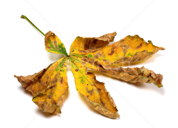 Usuce toamnă frunze castan izolat alb Imagine de stoc © BSANI