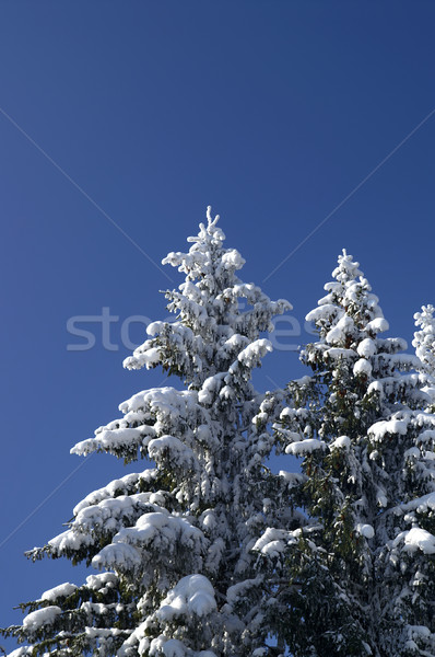 Winter firs Stock photo © BSANI