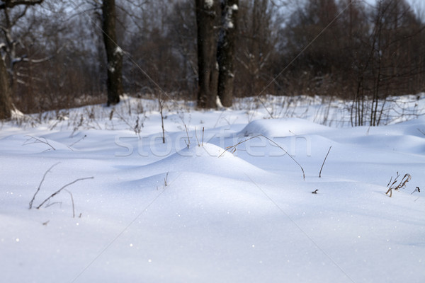 Snowdrift in winter forest Stock photo © BSANI