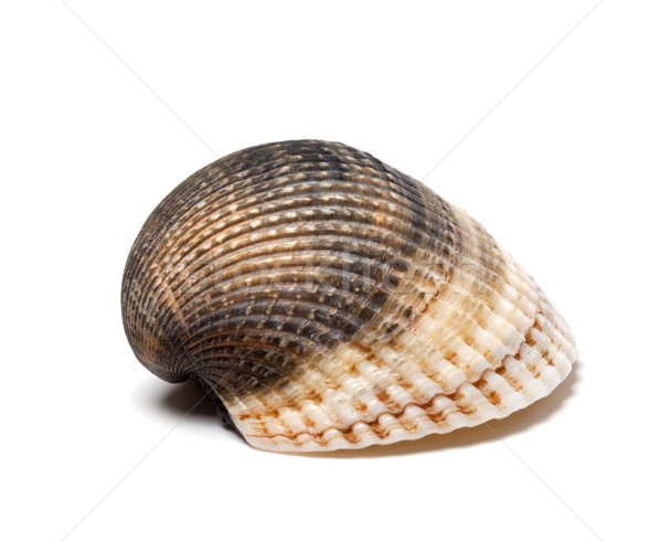Seashell on white background Stock photo © BSANI