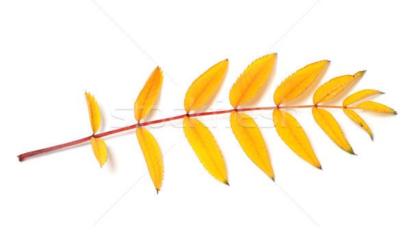 Yellow autumn rowan leaf Stock photo © BSANI