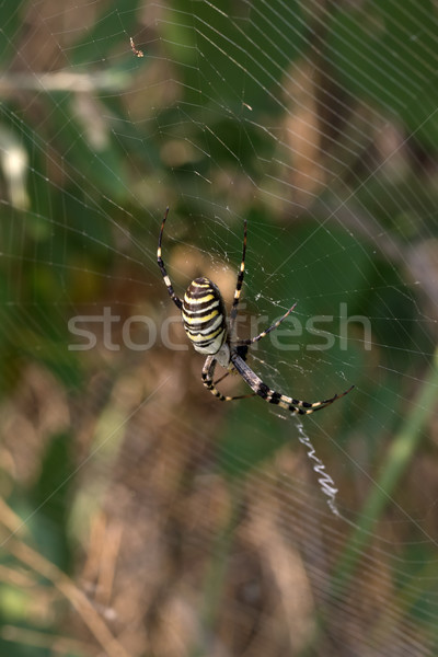Aranha teia de aranha verão vespa natureza verde Foto stock © BSANI