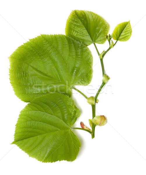 Spring tilia leaves Stock photo © BSANI