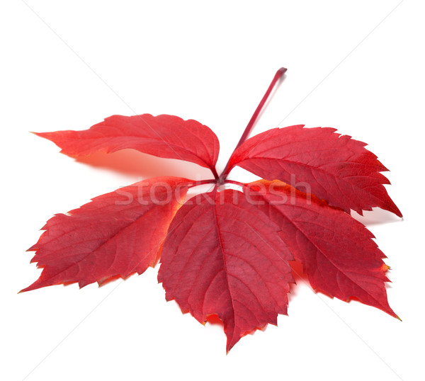 Stock fotó: ősz · piros · búcsú · Virginia · levél · izolált