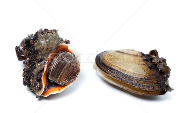 Veined rapa whelk and anodonta (river mussels) Stock photo © BSANI