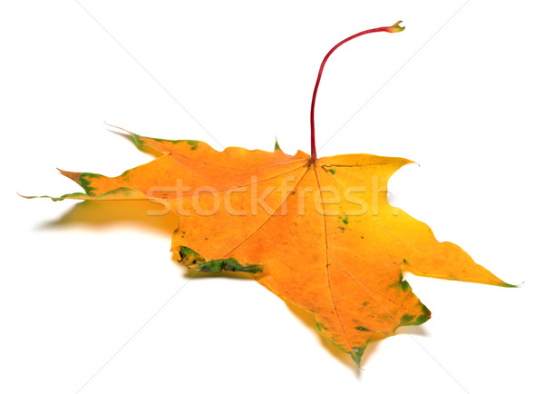 Amarelo outono maple leaf isolado branco Foto stock © BSANI