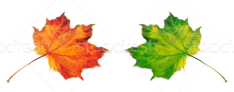 Orange and green autumn maple-leafs Stock photo © BSANI