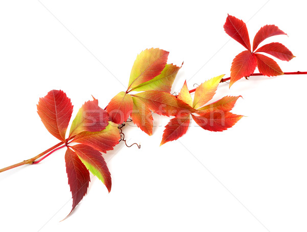 ストックフォト: 赤 · 秋 · 小枝 · ブドウ · 葉
