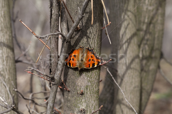 Vlinder boomstam bos voorjaar hout natuur Stockfoto © BSANI