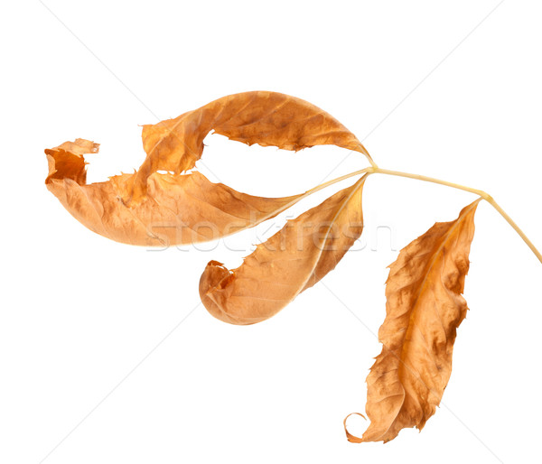 Dried ash-tree leaf Stock photo © BSANI