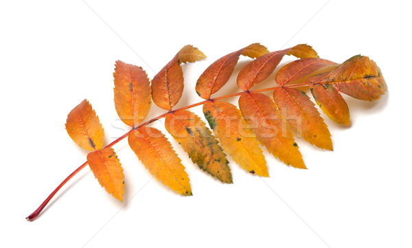 Autumn rowan leaf Stock photo © BSANI