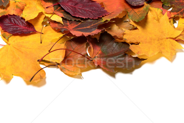 Autunno isolato bianco copia spazio foresta natura Foto d'archivio © BSANI