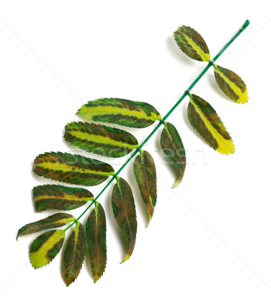 Multicolor rowan leaves Stock photo © BSANI
