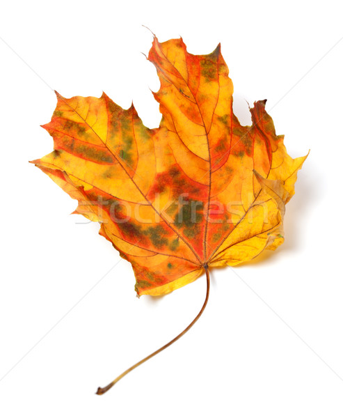 Yellowed autumn maple-leaf Stock photo © BSANI