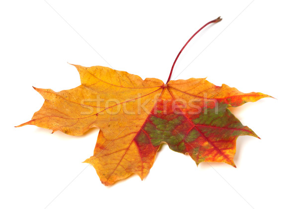 Stockfoto: Najaar · esdoornblad · geïsoleerd · witte · selectieve · aandacht · boom