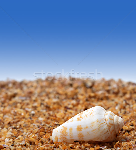 Shell of cone snail on sand  Stock photo © BSANI