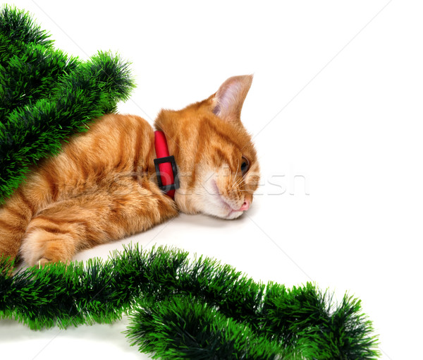 Tired red-headed kitten lying on its side in Christmas tinsel an Stock photo © BSANI